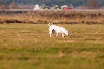 young dogo argentino in the field with beauty sun 