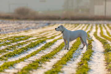 young dogo argentino in the field with beauty sun and snow
