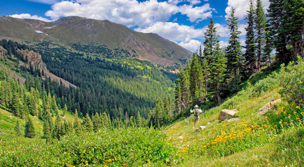 Hiker in a field of wildflowers in Colorado's Vasquez Peak Wilderness near Berthoud  Pass