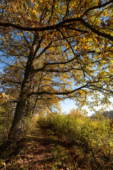 Fototapeta premium Naturschutzgebiet Altmain bei Grafenrheinfeld, Landkreis Schweinfurt, Unterfranken, Franken, Bayern, Deutschland