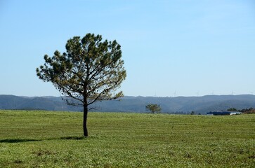Árbol solitario en Rogil, Algarve
