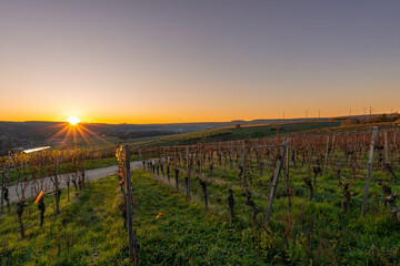 Fototapeta premium Sonnenuntergang über der Weinlage Volkacher Ratsherr zwischen Fahr am Main und Volkach an der Volkacher Mainschleife, Landkreis Kitzingen, Unterfanken, Bayern, Deutschland