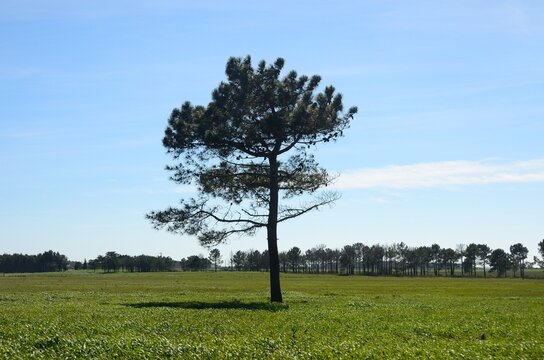 &Aacute;rbol solitario en Rogil, Algarve