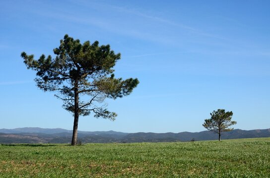 &Aacute;rbol solitario en Rogil, Algarve
