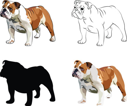 English Bulldog dog side view. Cute profile logo design, common color, breed pet character postcard art. Funny dog mascot. Fawn and white illustration. Bulldog silhouette, outlines, stroke dog logo.