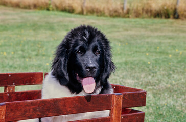 Fototapeta premium Newfoundland sitting in back of wooden farm cart in field with tongue out