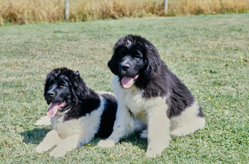Two Newfoundlands sitting in field with tongues out on a sunny day