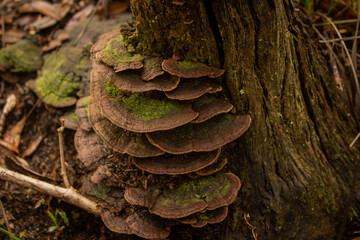 Mushroom Growing on Tree