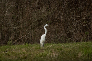 Great Egret