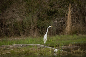 Great Egret by Pond