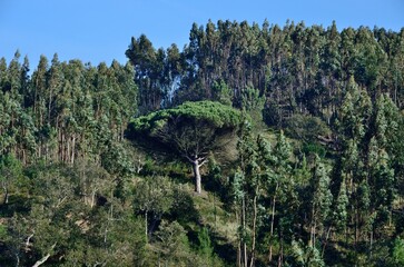 Pinos en la Ribera del Seixe, Odeceixe