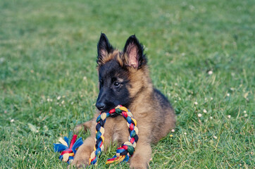 Belgian Shepherd puppy laying in grass with colorful rope toy