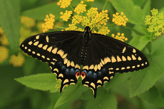 Short tailed swallowtail butterfly (papilio brevicauda) with golden alexanders flowers