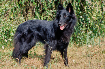 Long-haired black Belgian Shepherd outside standing in grass in front of bushes on sunny day