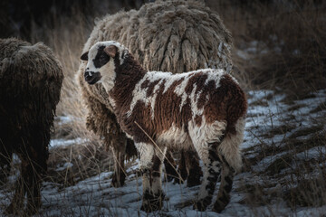 A young sheep besides his mother
