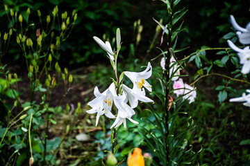 Obraz premium Lilium candidum, the Madonna lily or white lily flower.