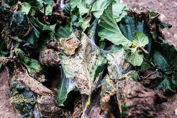Caterpillars eating hazelnut leaves, natural disaster for trees.