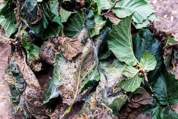 Caterpillars eating hazelnut leaves, natural disaster for trees.