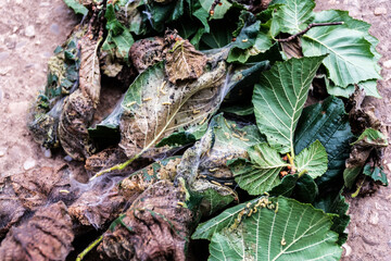 Caterpillars eating hazelnut leaves, natural disaster for trees.