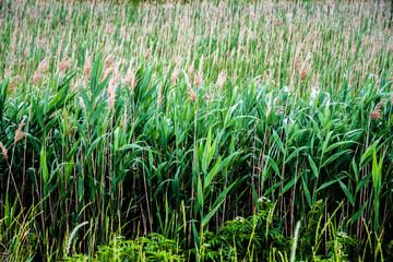 Phragmites australis, known as the common reed.