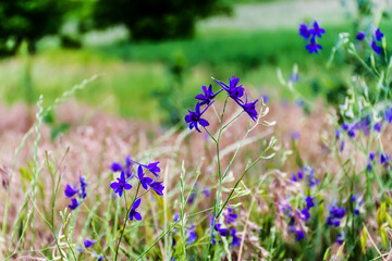 Consolida regalis, known as forking larkspur, rocket-larkspur, and field larkspur, is an annual herbaceous plant belonging to the genus Consolida of the buttercup family (Ranunculaceae).