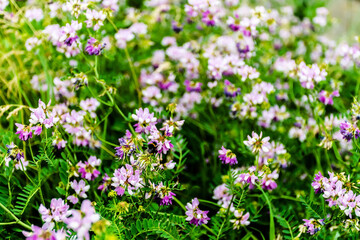 Obraz na płótnie Canvas Securigera varia flower (Coronilla varia), commonly known as crownvetch or purple crown vetch, is a low-growing legume vine and a bumble bee.