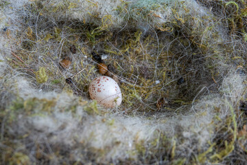 Tit bird egg in the nest