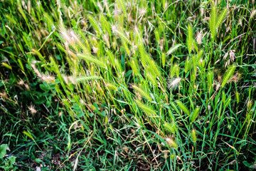 Hordeum murinum, commonly known as wall barley or false barley, species of grass.