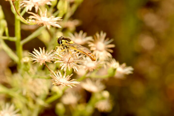 Hoverfly or hang fly sits on a flower.