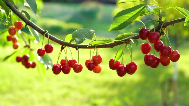 Deep Tissue Male Massage Cape Town