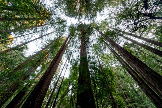Muir Woods