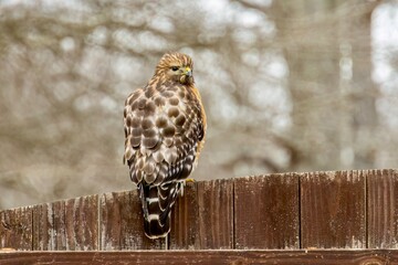 common buzzard buteo