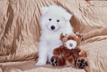 Samoyed puppy on couch with stuffed animal toy