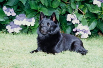 Schipperke laying in grass in front of bush