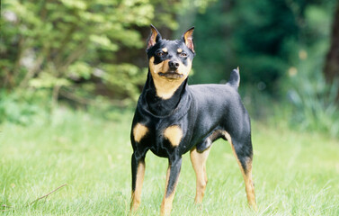 Mini Pinscher in field
