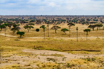 Fototapeta premium Landscape at the Serengeti national park, Tanzania. Wildlife photo