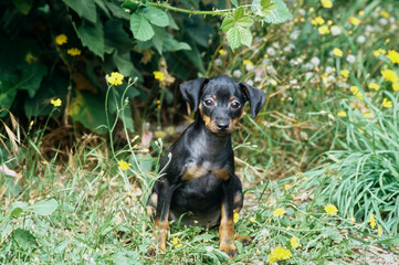 Mini Pinscher puppy in bush with flowers