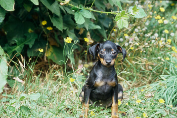 Mini Pinscher puppy in a bush with flowers
