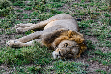 Naklejka premium Lion (Panthera leo) resting in a grass. Serengeti national park, Tanzania