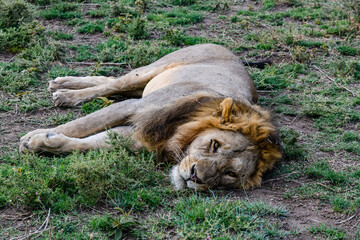 Lion (Panthera leo) resting in a grass. Serengeti national park, Tanzania
