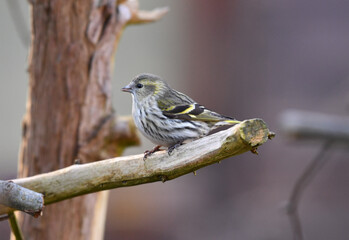 Weiblicher Birkenzeisig  