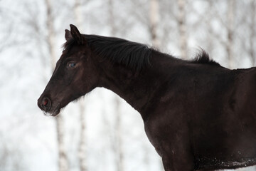 Obraz premium portrait of black beautiful colt 6 month old posing at snowy field. close up. cloudy winter day