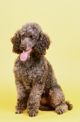 Mini Poodle sitting on a yellow backdrop