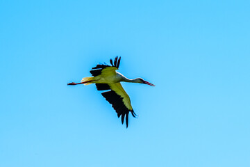 Obraz premium White stork (Ciconia ciconia) flying in a sky