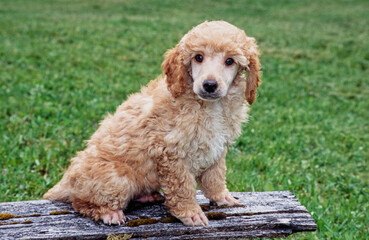 Mini Poodle puppy on plank in grass