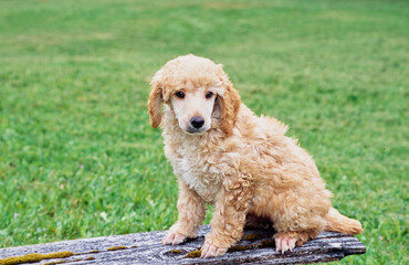 Mini Poodle puppy on a plank in grass