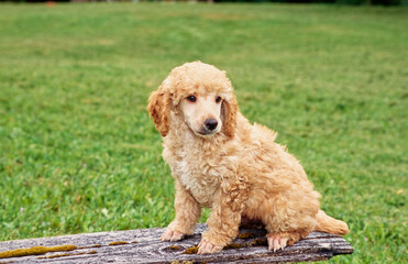 Mini Poodle puppy on plank in grass field
