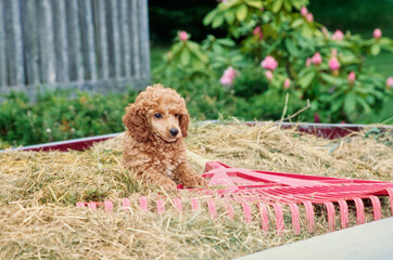 Mini Poodle puppy in hay