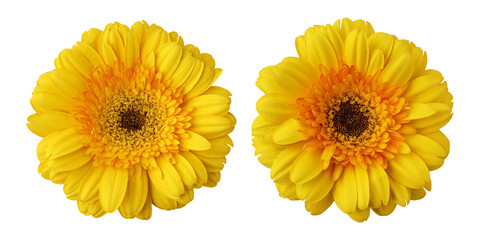 Yellow gerbera flowers isolated on transparent background	
