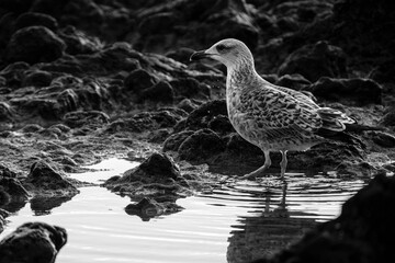 Close-up of an ocean gull on rocks by the water.